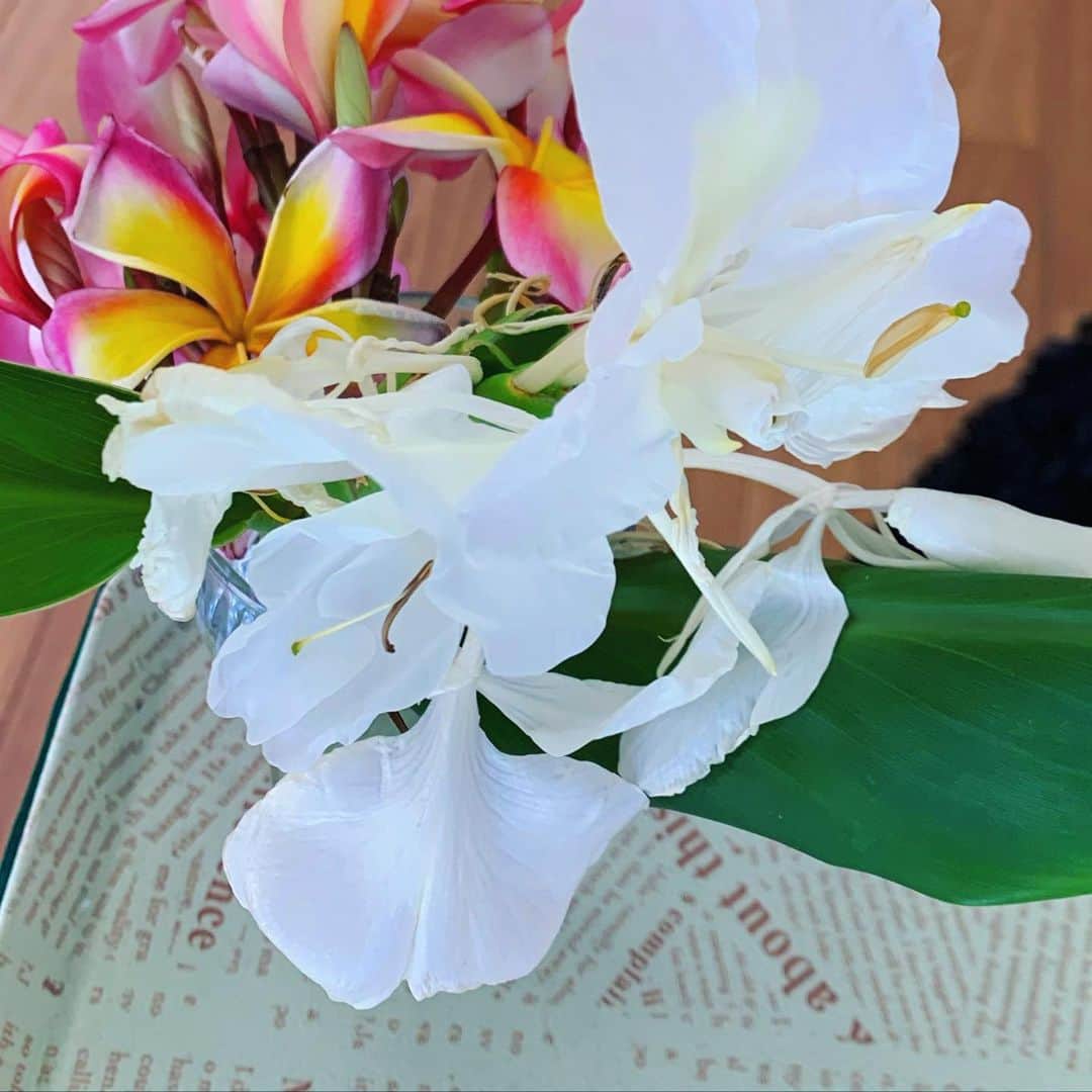 結城さなえさんのインスタグラム写真 - (結城さなえInstagram)「フラスタジオにハワイの香り🌺  #プルメリア #ジンジャー #ハワイ　の #花 #香り　だけで #思い出す #ハワイの空気 #恋しい #ジンジャーの香り　も好き #プルメリアのボディクリーム は #フラ　を踊る前によく付けます #hawaii #aloha #hula  #plumeria  #ginger  #flower」9月4日 21時40分 - yuukisanae