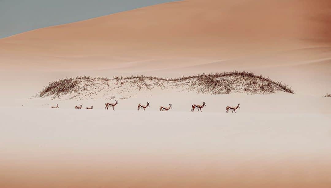 Fujifilm UKさんのインスタグラム写真 - (Fujifilm UKInstagram)「FEATURED PHOTOGRAPHER OF THE WEEK  Taken on the Skeleton Coast, @sollylevi successfully sought to capture a family of springboks living by the dunes. “The composition and formation of the springboks with its surrounding tells the story of how life can be harsh and still in a desert but by no means any less beautiful.”  X-T1 XF100-400mmF4.5-5.6 R LM OIS WR F4.5, ISO 400, 1/4000 sec  #XSeries #XF #Fujifilmx_uk」9月4日 21時45分 - fujifilmuk