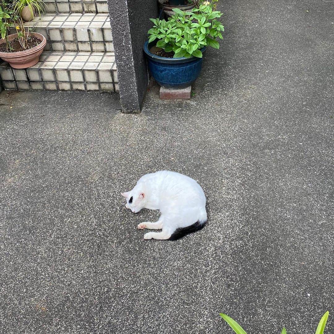 金巻ともこさんのインスタグラム写真 - (金巻ともこInstagram)「眠るご近所猫。このあと天気悪くなったけど大丈夫だったかな。 #cat」9月4日 21時45分 - tomotomoco