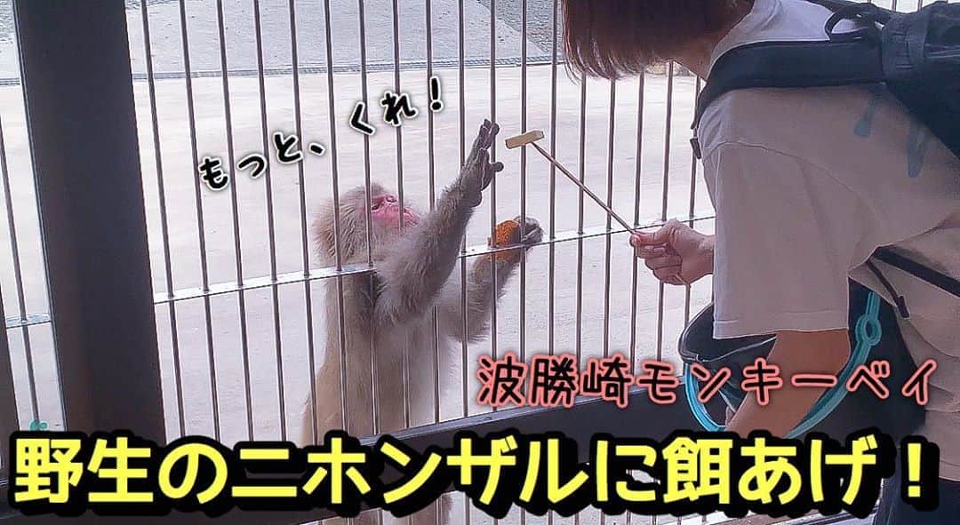 のインスタグラム：「YouTube「ゆきのんちゃんねる。」動画UPしました🐒🐒  前回の続きだよ 『野生のニホンザルに餌あげ！』 youtu.be/2vR5BOSVTeQ  コメント、いいねしてくれたら嬉しいです😊 インスタからはプロフィールのURLから飛べます！  #YouTube #ゆきのんちゃんねる　#波勝崎モンキーベイ　#波勝崎　#南伊豆町　#ニホンザル」