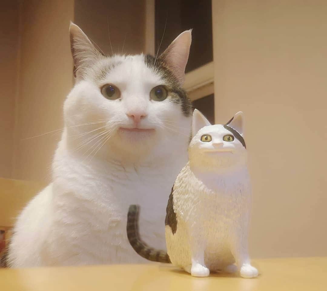 のインスタグラム：「Am I a joke to you?⠀ ⠀ 📷@polite_cat_olli_official⠀ ⠀ #meowed #politecatolli #figure #minime」