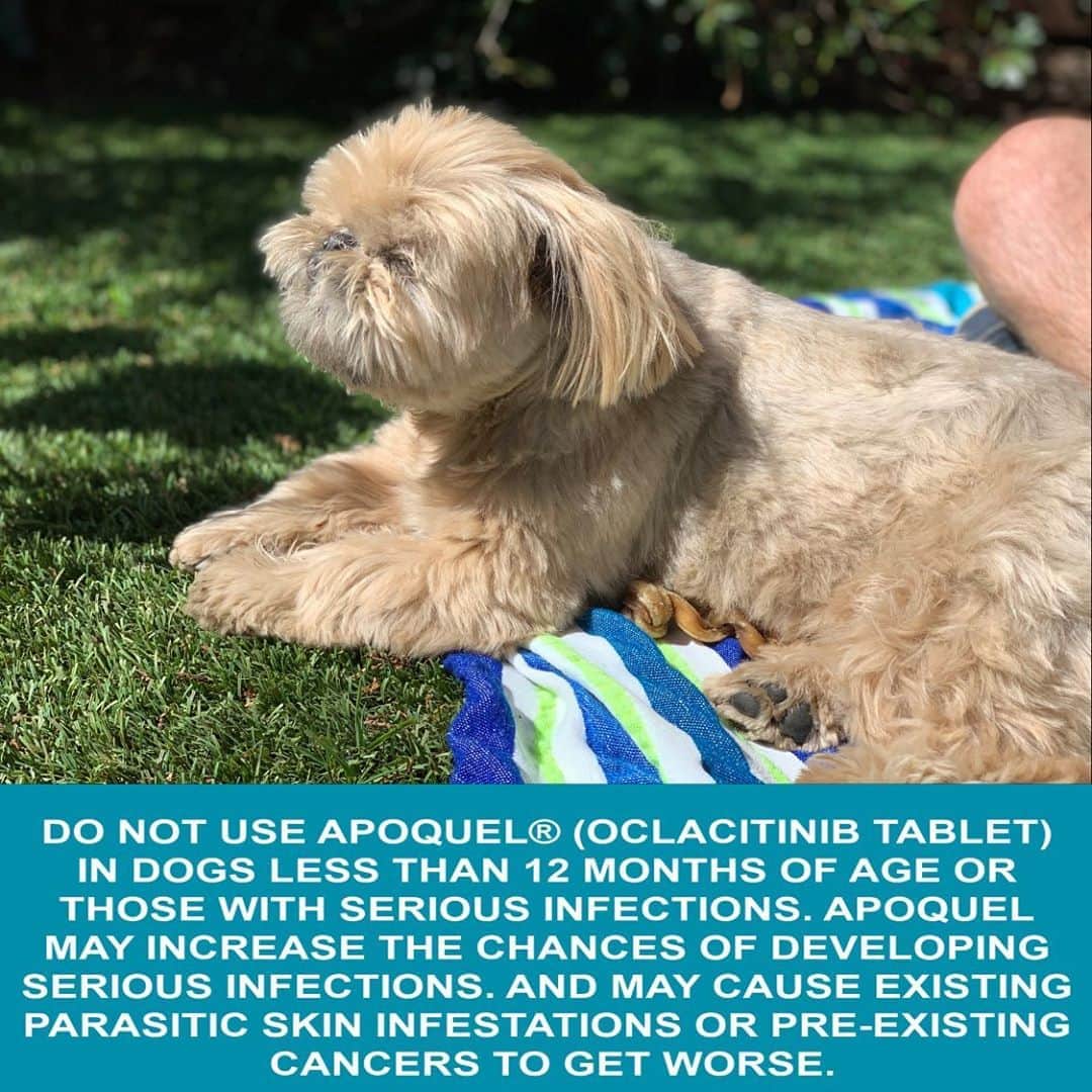 Dougie the Shih Tzuさんのインスタグラム写真 - (Dougie the Shih TzuInstagram)「#ad See Prescribing Information here: https://bit.ly/32QXSB6 Dougie used to lick his paws constantly due to seasonal allergies. Thankfully, our vet prescribed APOQUEL (oclacitinib tablet), and it’s been a total game changer! It provides much-needed relief from allergic itch. Visit ApoquelDogs.com for more info or talk with your veterinarian to see if APOQUEL is right for your dog.」9月4日 22時07分 - dailydougie