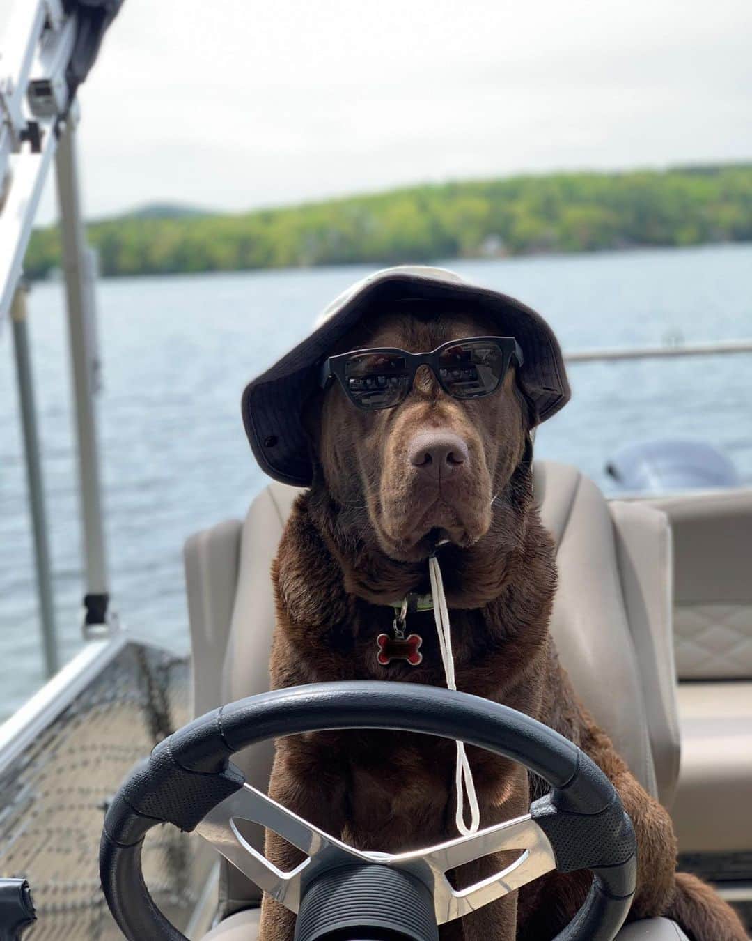 BOSEさんのインスタグラム写真 - (BOSEInstagram)「It's Labor Day Weekend! Who's captaining your ship? We call dibs on @hank_the_lpd_comfort_dog. #DogsofInstagram #BoseFrames 🕶️🎵」9月4日 22時08分 - bose