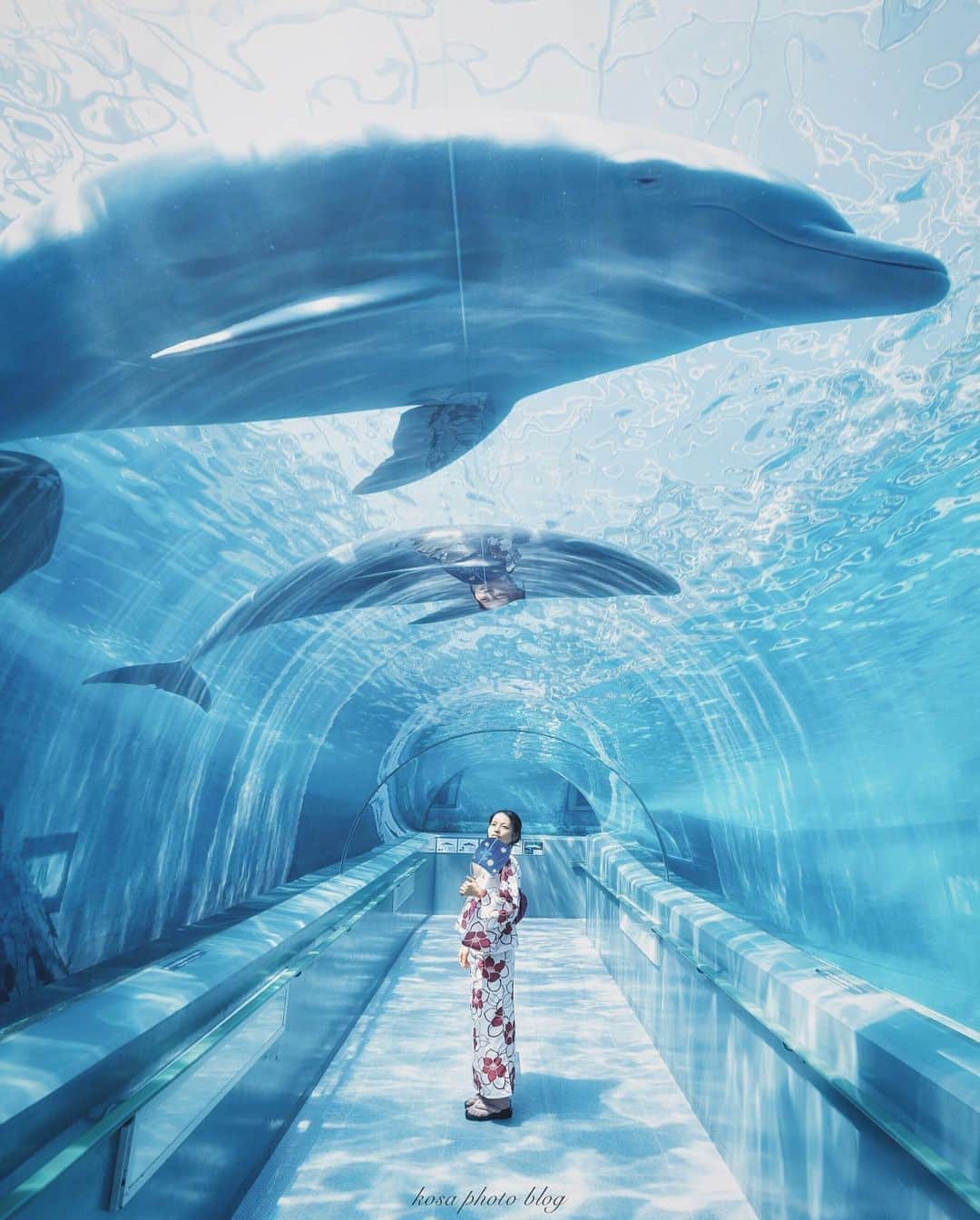 のインスタグラム：「スピカの瞳 ここには非常に珍しいアルビノの白色のイルカがいます🐬 名前は「スピカ」 めっちゃ優しい目をしてます👀 たまにこっちに寄ってきてくれてサービスしてくれますよ😊 . Location:和歌山 Wakayama / Japan🇯🇵 Date:2020年9月 . #art_of_japan_ #tokyocameraclub #dpj_member #TandDフォトコンテスト2020 #try #今こそ写真でつながろう #パワーフォト部 #insta_wakayama #グッドトリップ和歌山 #visitwakayama #かつらぎーの #ポトレ撮影隊 #screen_archive #good_portraits_world #HUEART_life #as_archive #jp_portrait部 #jp_mood #reco_ig #season_girls_collection #IG_PHOS #photo_jpn #ptk_japan #pt_life_ #bestjapanpics #Japan_Daytime_View #浴衣 #イルカ #広がり同盟メンバー #ap_japan_」