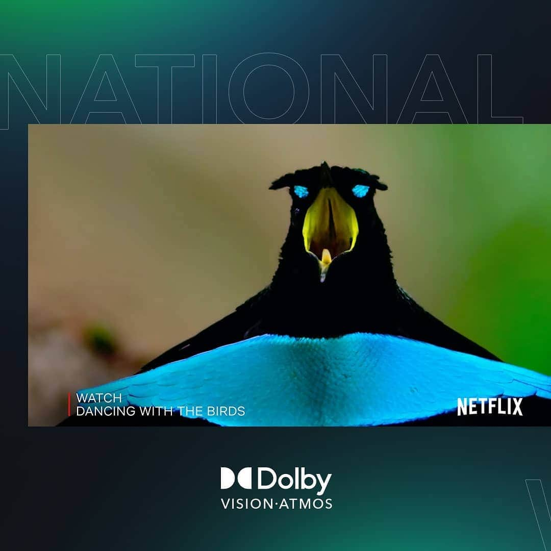 ドルビーラボラトリーズさんのインスタグラム写真 - (ドルビーラボラトリーズInstagram)「Putting the wild in wildlife. Watch Dancing with the Birds in Dolby Vision® and Dolby Atmos®* on @Netflix to celebrate National Wildlife day.⁣ ⁣ *Device enabled with Dolby and Netflix premium subscription required⁣ ⁣ #DolbyVision #DolbyAtmos #NetflixInDolby #DancingwiththeBirds #WhatToWatchOnNetflix #StreamNow #NationalWildlifeDay」9月5日 8時02分 - dolbylabs