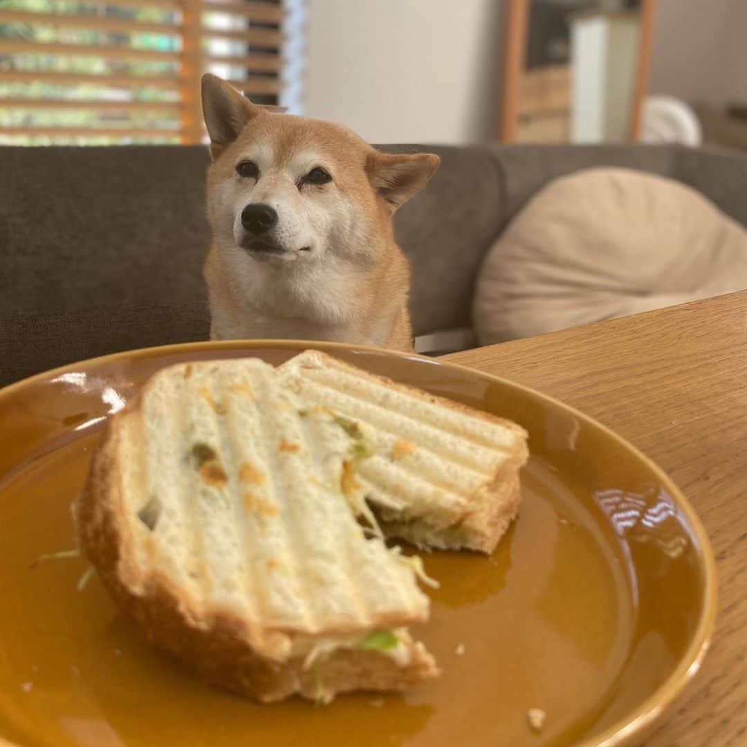 マル子のインスタグラム：「愛ちゃんの真似してホットサンドモーニング🥪 パニーニだけど… 中身はアボカドディップ、キャベツ、キャロットラペ、チーズ  @ai_ideue  @hayamabreadclub   #マル子  #マル子ホイホイ #パニーニ」