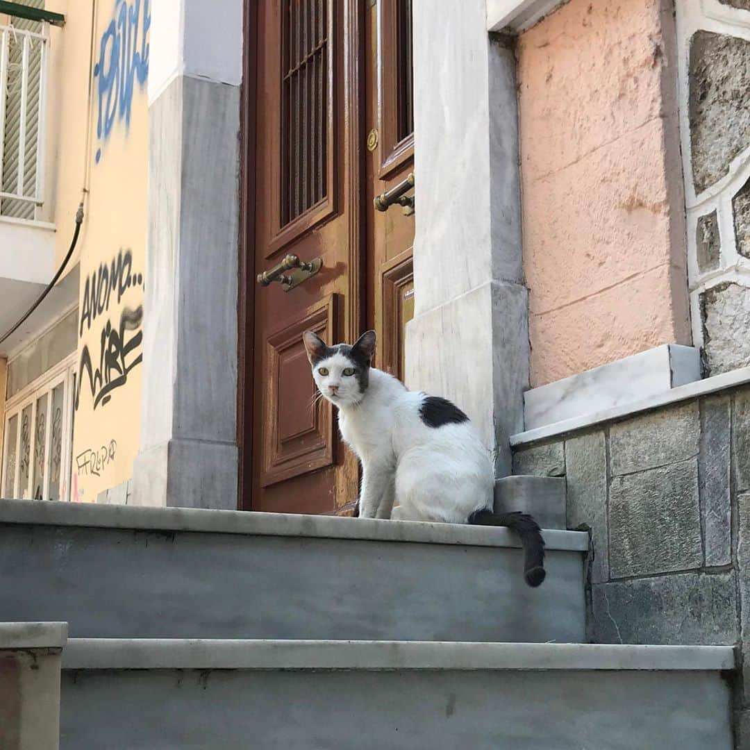 みかんさんのインスタグラム写真 - (みかんInstagram)「. Good morning〜🌤 . 良い週末を〜🎶 . #cat #greece  #ギリシャ #思い出 #mikanmamatabi」9月5日 8時45分 - aja.ri