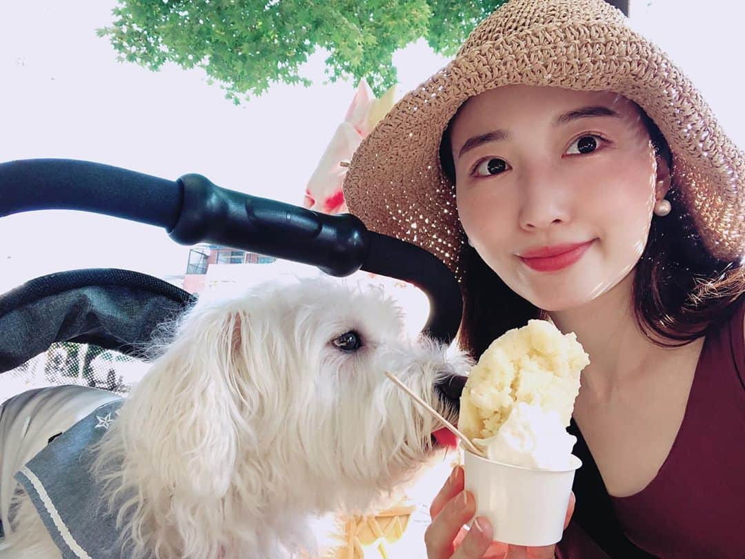 浦まゆさんのインスタグラム写真 - (浦まゆInstagram)「りんごシャーベット🍎 2人で美味しく頂きました🐶 #軽井沢 #旧軽井沢銀座 #おでかけわんこ部 #保護犬 #ビションミックス #わんことお出かけ #わんこのいる生活」9月4日 23時57分 - uramayu0908