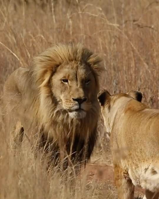 Kevin Richardson LionWhisperer のインスタグラム