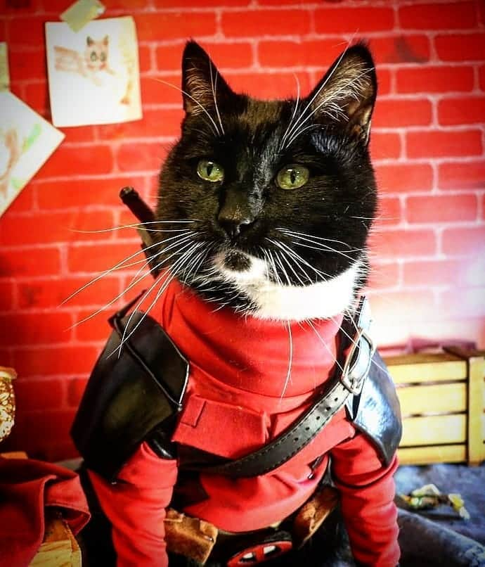 猫コスプレさんのインスタグラム写真 - (猫コスプレInstagram)「"It's a face...I'd be happy to scritch on."  #Deadpool  . . . . . . . . #catcosplay #cosplay #cosplayer #cat #catcostume #catsinclothes #catsofinstagram #catstagram #petclothes #PetCostume #halloween #halloweenseason #deadpoolcostume #deadpoolfan #deadpoolcosplay #marvelcosplay #marvel #tgif」9月5日 0時01分 - cat_cosplay