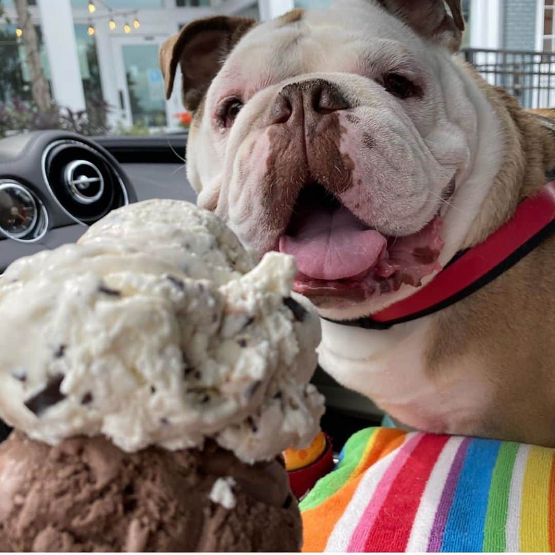 Bodhi & Butters & Bubbahのインスタグラム：「My face when I realize it’s a three day #weekend 😍😍😍  . . . . . . #three #day #laborday #weekendvibes #yes #please #bulldog #smile #puppy #love #toocute #positivevibes #dog #life #bestoftheday #bff #dogsofinstagram 💗 @reschlifebulldogs」