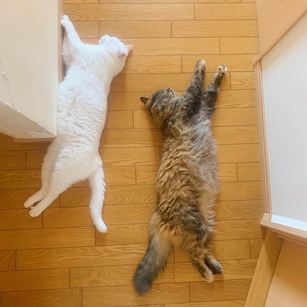 奥村真友里さんのインスタグラム写真 - (奥村真友里Instagram)「台風気をつけようね！ #おやすみ😪 #猫#ねこ#cat#🐈 #猫が落ちてる」9月5日 0時25分 - mayuri_okumura