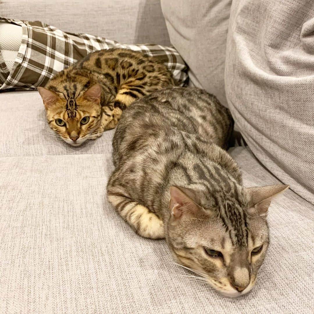 トミックのインスタグラム：「せかちゃんで生放送中に撮れた一枚🐈🐈  #トミスタj  #トミック　#YouTuber #ルト　#ロゼ　#ベンガル　#猫 #タイトルは『性格の違う猫の寝方』」
