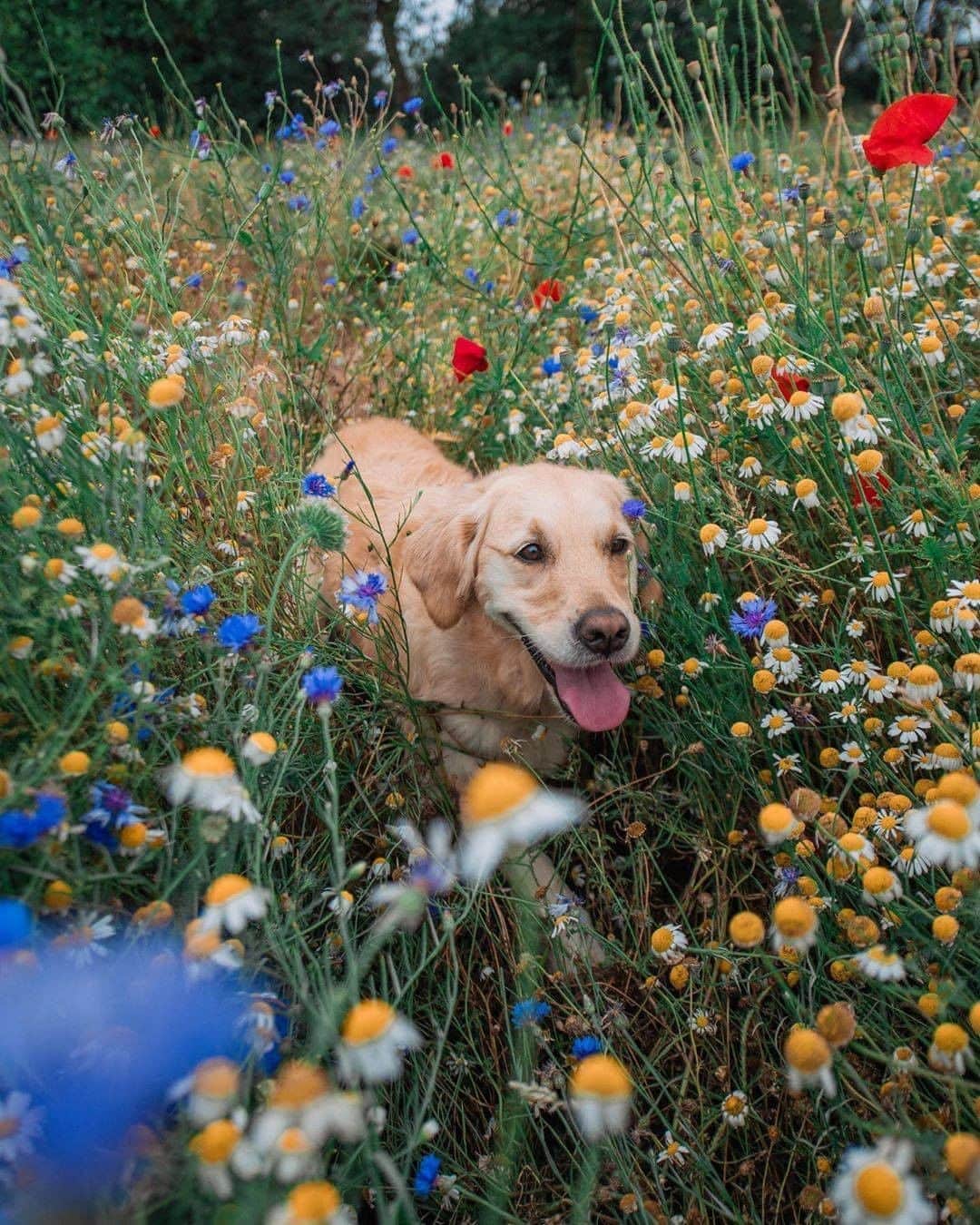 8crapさんのインスタグラム写真 - (8crapInstagram)「Exploring the flower land🌼🌺🌸 - Want to get featured like her? Join “The Barked Club” on FACEBOOK and post something now! 👉 barked.com - 📷 @luluthelondoner - #TheBarkedClub #barked #dog #doggo #GoldenRetriever」9月5日 1時00分 - barked