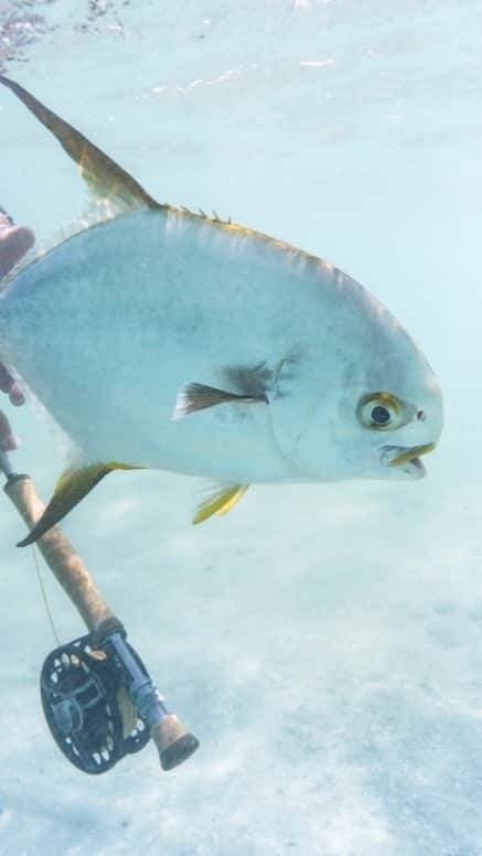 Costa Sunglassesのインスタグラム：「#BringTheWaterHome with the virtual release of the 2020 @flyfishingfilmtour. Now available at the link in our bio. #SeeWhatsOutThere #BornOnTheWater」