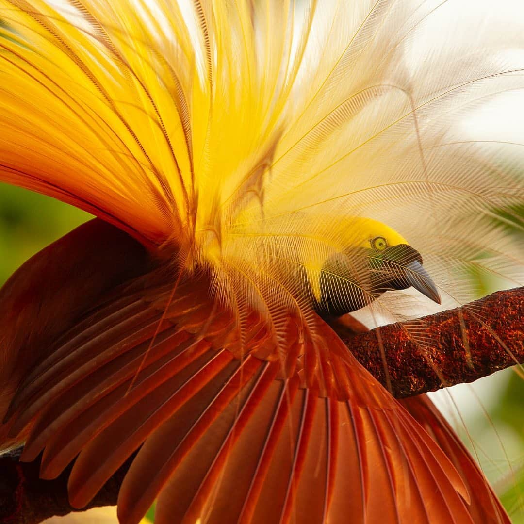 Tim Lamanさんのインスタグラム写真 - (Tim LamanInstagram)「Photos by @TimLaman.  My print sale is live! It’s Bird-of-Paradise display season right now in Papua, Indonesia.  Unfortunately I’m not there to capture any new images, and the local guides and landowners there have no birders or photographers coming.  These folks protect their forests to get income from visitors coming to see birds, and I’d like to help support them in these tough times.  We had one successful print sale fundraiser back in the spring, but since the pandemic continues, let’s do it again.  I’m putting all standard prints in my www.timlamanfineart.com store on sale, and donating 50% of proceeds of Bird-of-Paradise print sales to the people in Papua.  So you can freshen up your décor, and help out people in Papua at the same time.   I’ve just added some new images to my gallery, including these:  1) Greater BoP in his display pose, and 2) Vogelkop Superb BoP in his super-black plumage.  See the full selection at my link in Bio.   Thanks for your support and have a great Labor Day weekend.  #birdsofparadise #birds #Papua #Indonesia #printsale」9月5日 1時35分 - timlaman