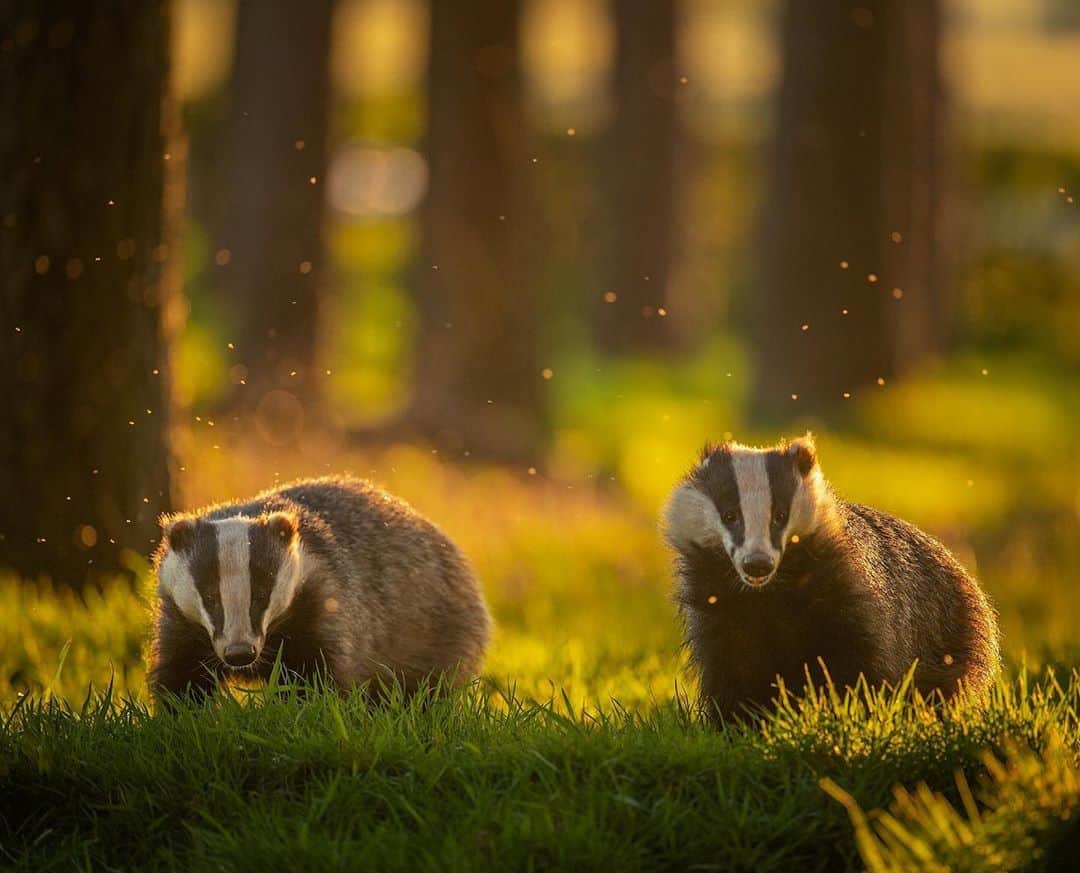 thephotosocietyさんのインスタグラム写真 - (thephotosocietyInstagram)「Photograph by @andyparkinsonphoto/@thephotosociety      A pair of badgers - There is an unwritten rule in badger society, a rule so sacred that is had been penned into the ancient texts of Mustelidae. The rule is that, when badgers are out in pairs they must never, under any circumstance, lift their heads at the same time! For fifteen years I have watched frustrated as this rule remained unbroken, adhered to religiously, on pain of excommunication from the sett, until this day that is. To be fair though this is a bit of a half-arsed breaking of the sacred rule, the badger at left could probably plead his case that his snoot has remained within the certified six inches of the ground but it was still shocking for me to see. It’s no less of a miracle that I was able to squeeze out a single measly frame before said rule-breaking badger at left realised his terrible error and quickly jammed his snoot back into the grass where it belongs. In doing so he thereby correctly rendered all subsequent images fundamentally flawed, unusable, a complete waste of my bloody time! Once normalcy has returned to badger society that evening I could then return to my familiar feeling of watching and marvelling at how only one head would ever rise at a time, no matter how perfect the situation, no matter how stunning the light, the two badgers were stoic in their determination that only one head could ever be raised. Of course this rule, like all religious doctrines, does have applicable caveats, such as, as long as the badgers are far enough apart to not fit neatly into a single frame then it is fine. Also if the attendant photographer has started packing all of his gear away, or has been momentarily distracted by his phone then these are both absolutely forgivable, even encouraged. Except of course for when the photographer is alert, fully focussed and ready with anticipation then no, under no circumstances should those bloody wet nosed, monochromatic worm botherers dare to look up properly together once in over 15 years! 😊」9月5日 1時49分 - thephotosociety
