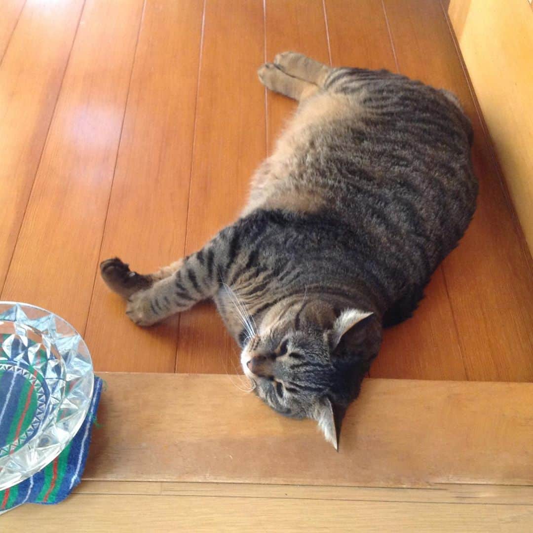 Naokoのインスタグラム：「. 眠くておめめがショボボ🤣😹. . . いちご🍓でーす😸 最近のおひるねお気に入りの場所〜😸🍓❤️. . 最近ますますかわゆいボク😸🍓. . . . #いちご通信#イチゴくん#いっちゃん#ねこ#ネコ#猫#ネコ部#ペコねこ部#ふわもこ部#instapet#instacat#ilovemycat」