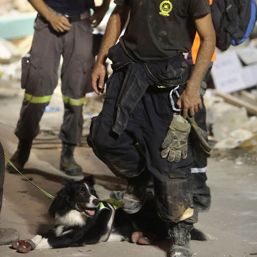 Primer Impactoさんのインスタグラム写真 - (Primer ImpactoInstagram)「#Flash, el perro de rescate chileno que detectó posible vida en los escombros de #Beirut un mes después de la explosión.  El animal integra al equipo de los #Topos chilenos que están asistiendo en las labores de rescate de Beirut, luego del incidente en el que murieron unas 180 personas y dejó heridas alrededor de 6,000.   Casi cuatro semanas después se abre la posibilidad de conseguir a una persona viva bajo los escombros.  Más del trabajo de los rescatista en el link de nuestra biografía.  Fotos: Sam Tarling / Getty Images. Joseph Eid y Ibrahim Amro / AFP vía Getty Images.   #PrimerImpacto.」9月5日 2時52分 - primerimpacto