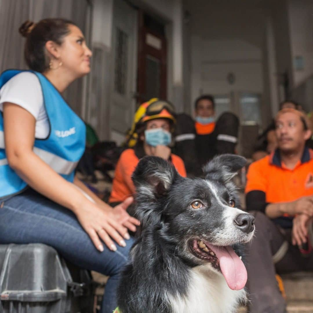 Primer Impactoさんのインスタグラム写真 - (Primer ImpactoInstagram)「#Flash, el perro de rescate chileno que detectó posible vida en los escombros de #Beirut un mes después de la explosión.  El animal integra al equipo de los #Topos chilenos que están asistiendo en las labores de rescate de Beirut, luego del incidente en el que murieron unas 180 personas y dejó heridas alrededor de 6,000.   Casi cuatro semanas después se abre la posibilidad de conseguir a una persona viva bajo los escombros.  Más del trabajo de los rescatista en el link de nuestra biografía.  Fotos: Sam Tarling / Getty Images. Joseph Eid y Ibrahim Amro / AFP vía Getty Images.   #PrimerImpacto.」9月5日 2時52分 - primerimpacto