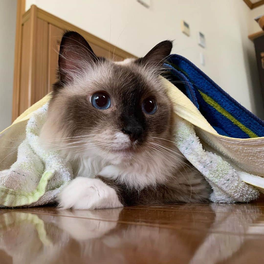 takegaeruさんのインスタグラム写真 - (takegaeruInstagram)「おはにゃ！ タオルに潜るの大好きランちゃんマン😽 #cat #猫 #ragdoll #ラグドール #ホワイトポッチーズ」9月5日 9時06分 - takegaeru