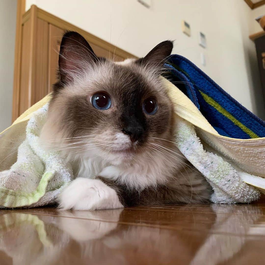 全商品オープニング価格特別価格】 KissMe Queen.J 猫 ラグドール