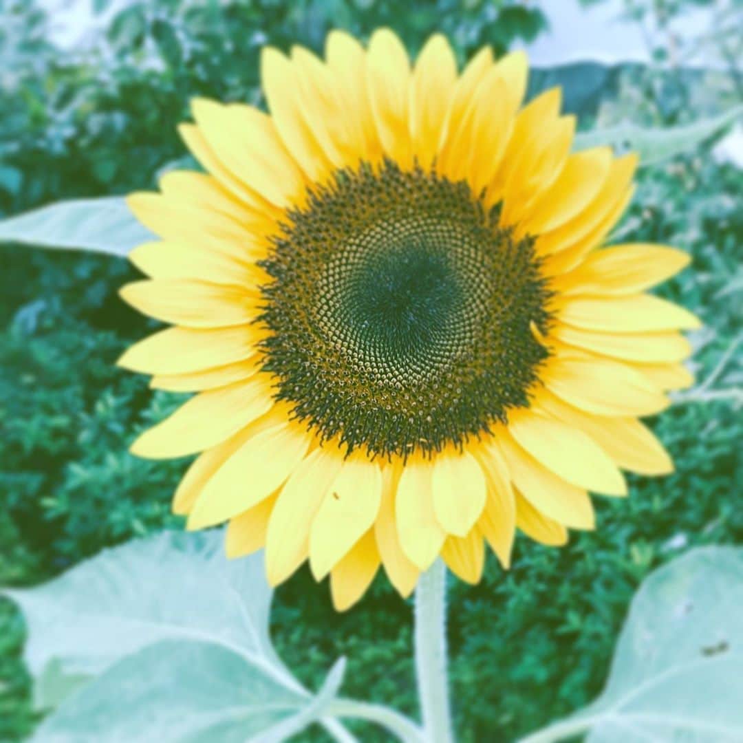 のインスタグラム：「#himawari #flower #flowersoflife #hope #yellow」
