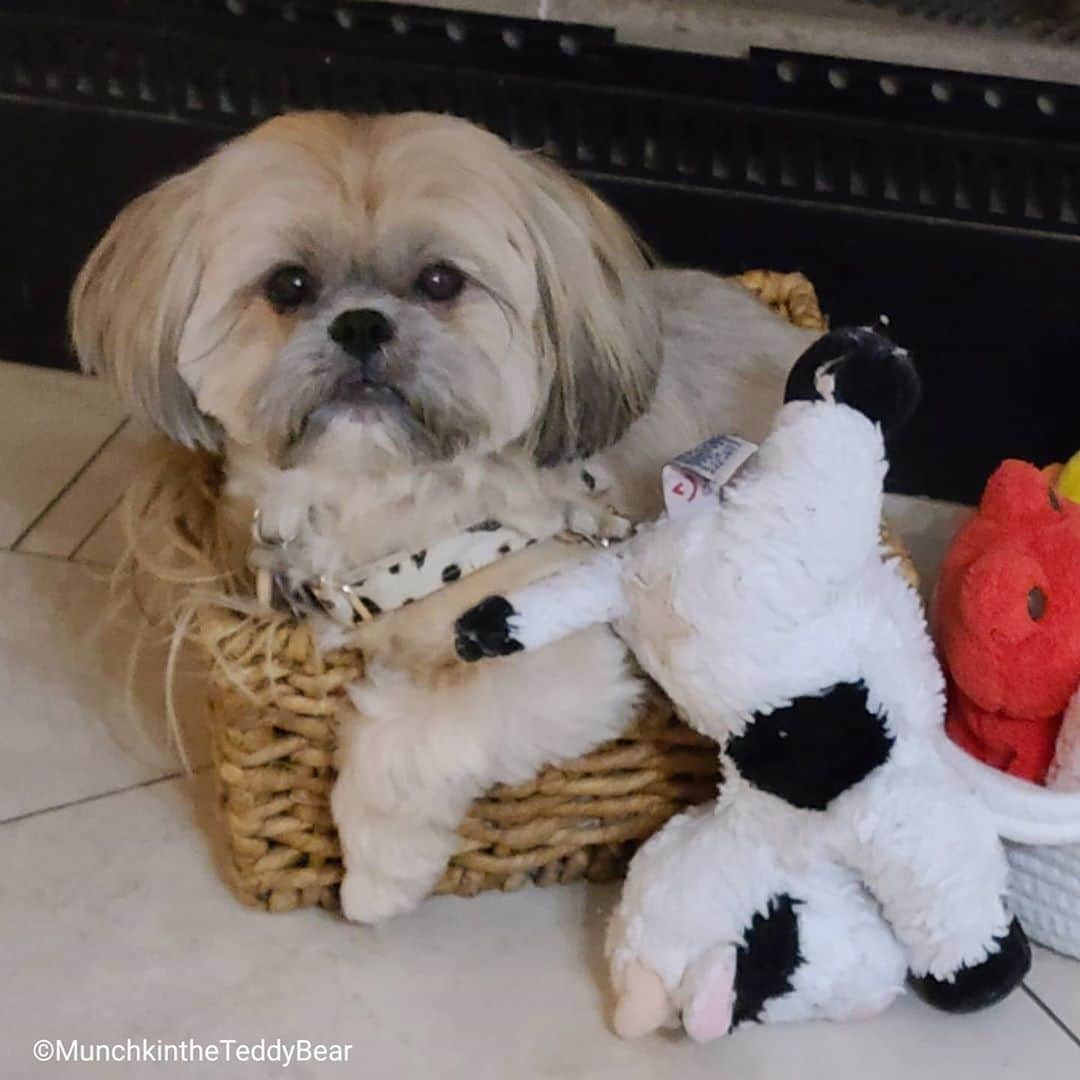 Original Teddy Bear Dogさんのインスタグラム写真 - (Original Teddy Bear DogInstagram)「If I fits I sits 🐶🐾 I pulled all the toys out, spun around a few times, then sat right inside 😂」9月5日 3時44分 - munchkintheteddybear