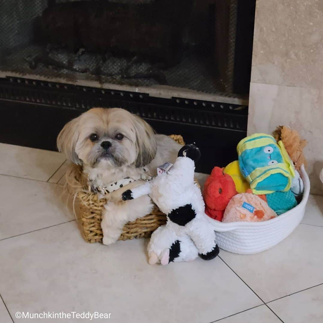 Original Teddy Bear Dogさんのインスタグラム写真 - (Original Teddy Bear DogInstagram)「If I fits I sits 🐶🐾 I pulled all the toys out, spun around a few times, then sat right inside 😂」9月5日 3時44分 - munchkintheteddybear