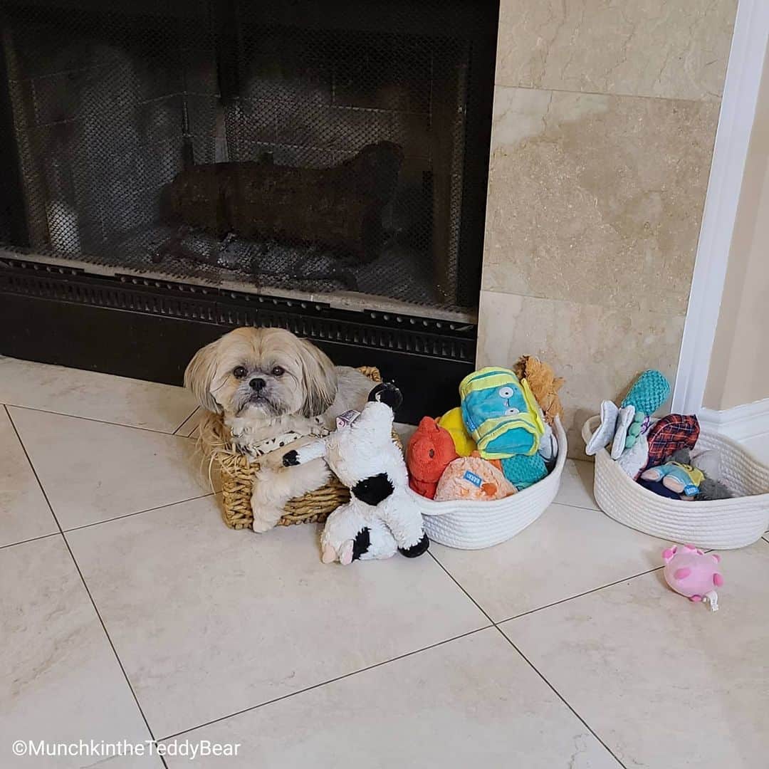 Original Teddy Bear Dogのインスタグラム：「If I fits I sits 🐶🐾 I pulled all the toys out, spun around a few times, then sat right inside 😂」