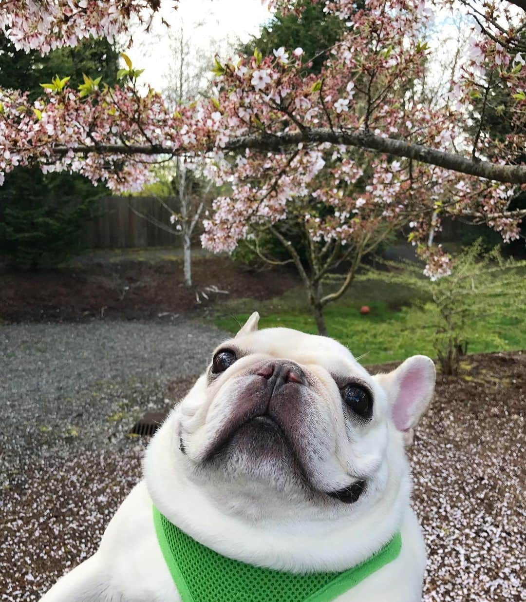 Sir Charles Barkleyのインスタグラム：「Just an appreciation post to all of you. ❤️ I’m smiling because I’m overwhelmed with all the love I’ve received the last 2 weeks. Not only for the loss of my buddy @mrbobabear but also for the support for Prints for Paws that benefitted @frenchbulldogvillage. THANK YOU so much for all the loves! #happyfridayforsure」