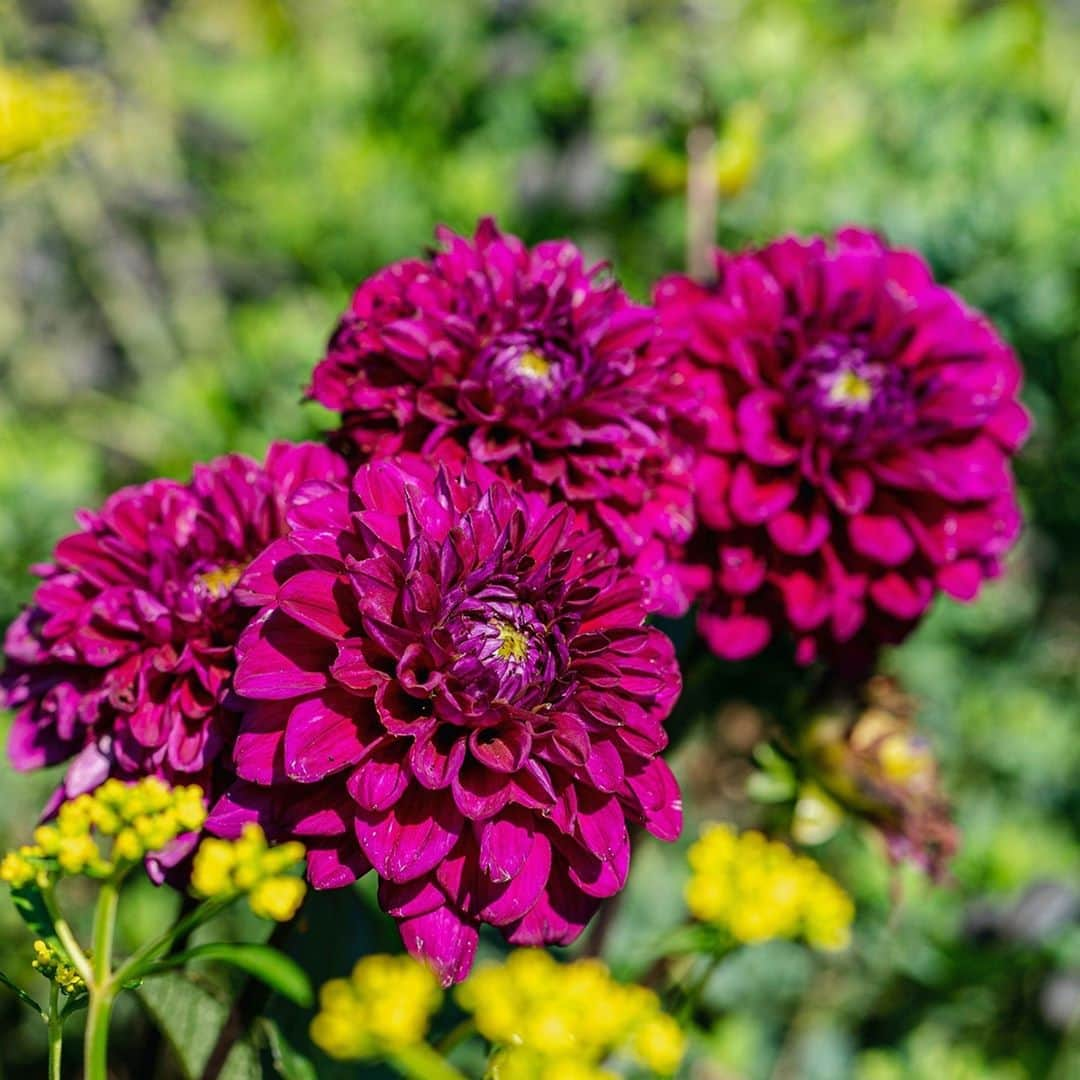 ニューヨーク植物園さんのインスタグラム写真 - (ニューヨーク植物園Instagram)「Seasonal Walk is a gem of the summer display at NYBG—and the place to be this weekend. 💎 . Among its many rich plantings, you'll find clouds of yellow lace flowers forming the perfect backdrop to the dahlias, creating a striking contrast with this 'Midnight Dancer' cultivar. . #Patrinia scabiosifolia  #Dahlia 'Midnight Dancer' . #plantlove #AllInNYC」9月5日 4時16分 - nybg