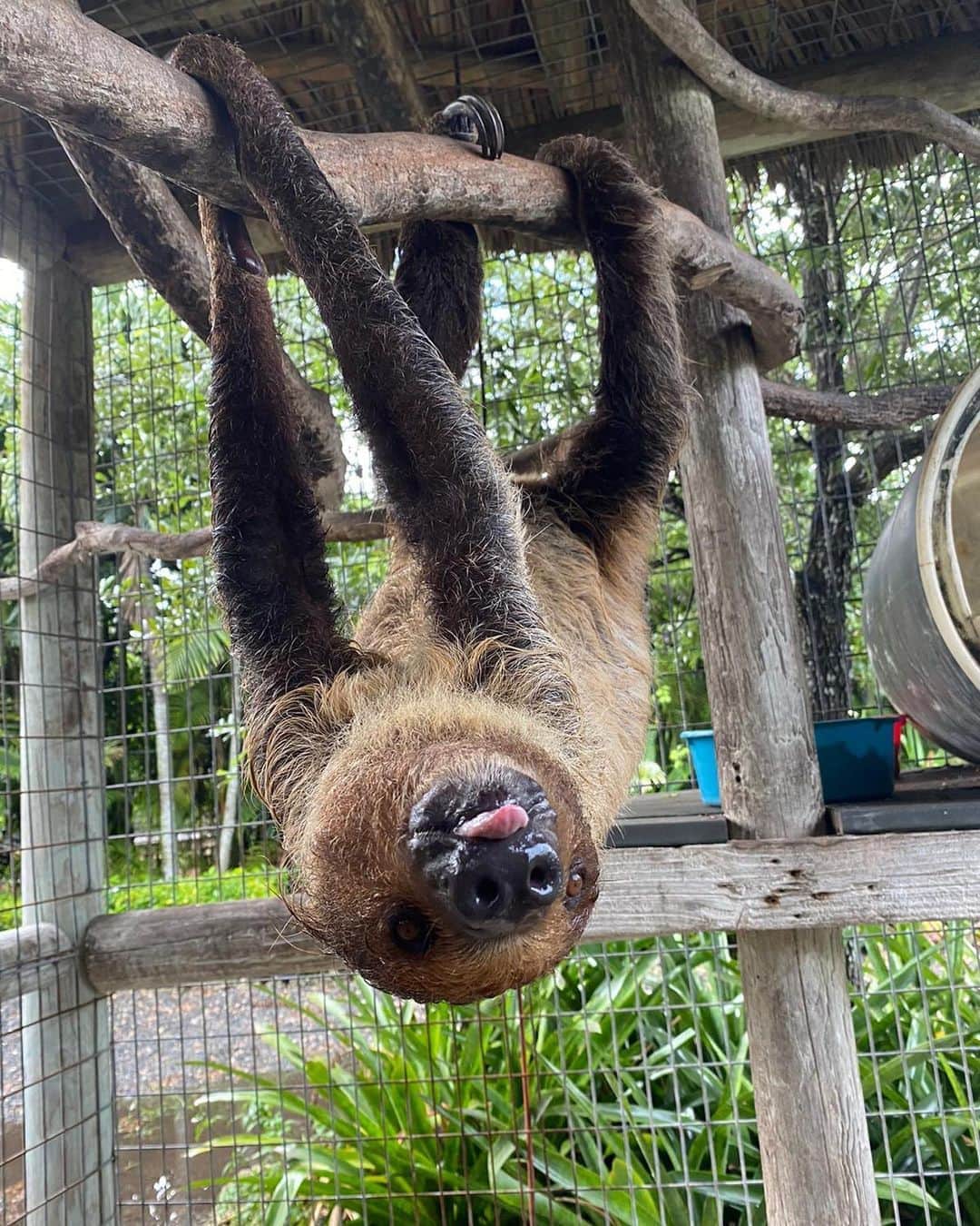 Zoological Wildlife Foundationさんのインスタグラム写真 - (Zoological Wildlife FoundationInstagram)「Just Hanging Out! 🦥 Best way to Spend a Friday Afternoon!! #sidthesloth #fridaymood」9月5日 4時50分 - zwfmiami
