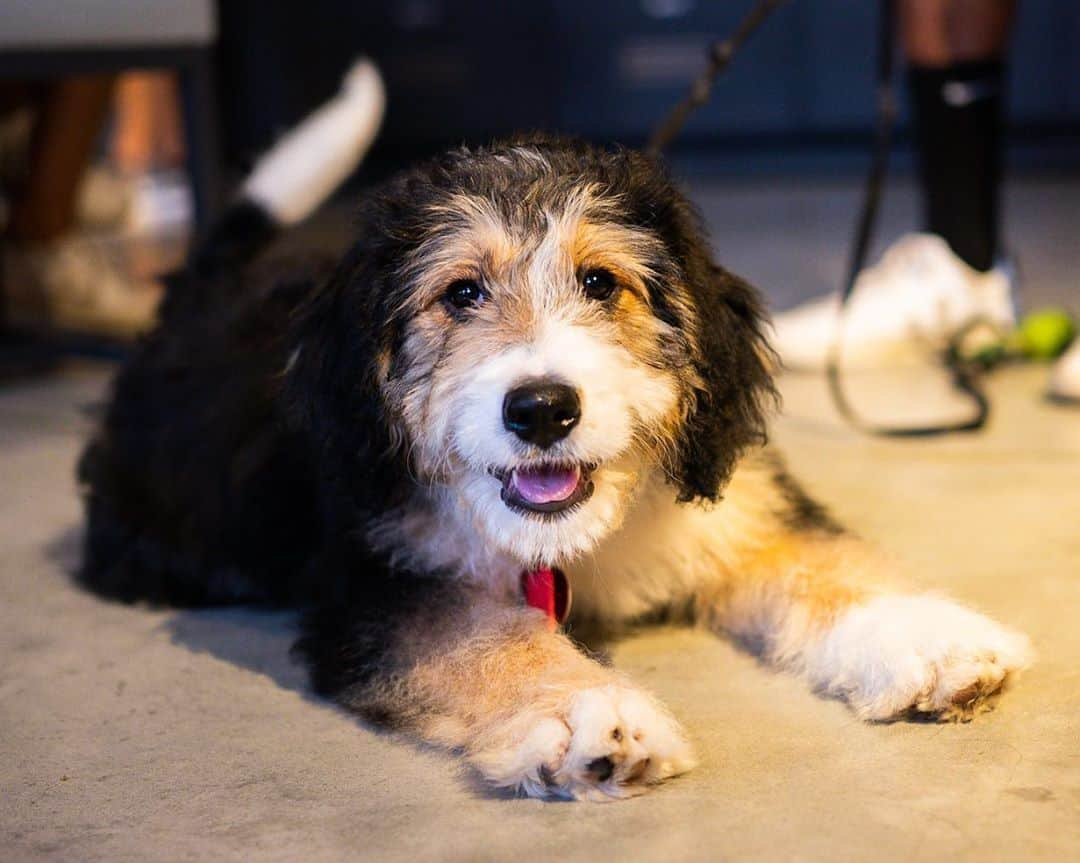 The Dogistさんのインスタグラム写真 - (The DogistInstagram)「Winnie, Bernedoodle (12 w/o), Newbury & Exeter St., Boston, MA • “She loves to steal socks and she’s too social. She loves dogs too much.” @winnie.b.doodle」9月5日 5時02分 - thedogist