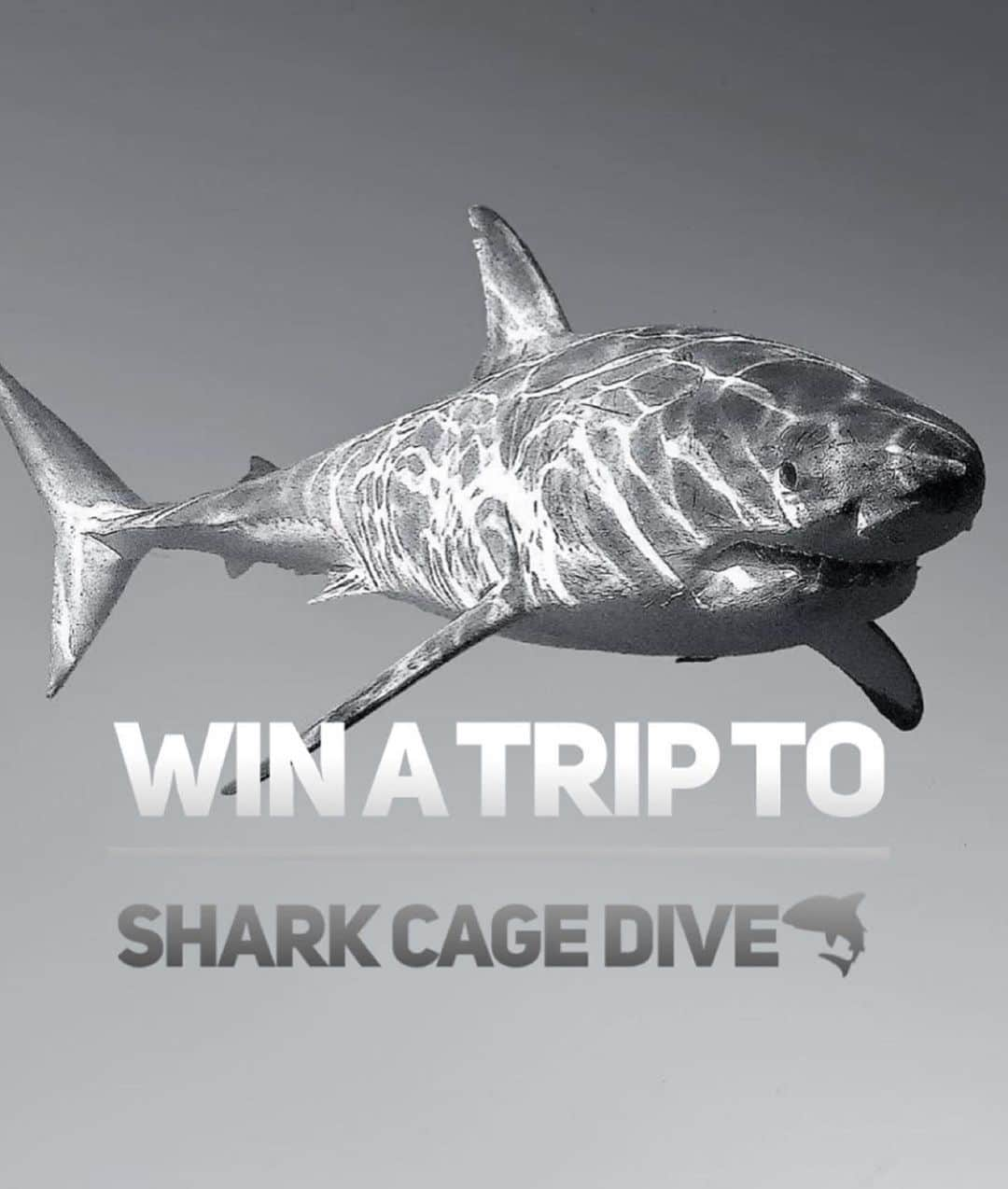 WildLifeさんのインスタグラム写真 - (WildLifeInstagram)「🚨 2021 GREAT WHITE SHARK GIVEAWAY! WIN A 5 DAY LIVEABOARD TRIP TO GO SHARK CAGE DIVING IN GUADALUPE ISLAND  ONBOARD THE  @solmarv , To WIN:  1.GO Follow: @discoversharkstours and also follow every account they are following (it only takes 10 seconds to follow all accounts)  2. Like this post  3. Tag a friend. 4. (Bonus) Share this post on your IG Story for an additional entry!  The winner will be chosen randomly ‪on October 5th 2020 & announced on @discoversharkstours account LIVE   Congratulations to im_tripped_ for winning our last Giveaway!   Rules:  Is Mandatory to follow all accounts from @discoversharkstours if the winner is chosen and the person doesn’t follow all accounts the winner will be disqualified.   Please Note: This sweepstake is in no way sponsored, administered, or associated with Instagram, PayPal, TransferWise, or any Brands in the contest images. By entering, entrants confirm they are 18+ years of age, release Instagram of responsibility, and agree to Instagram's term of use. / Photo by @jalilnajafov」9月5日 6時08分 - wildlifepage