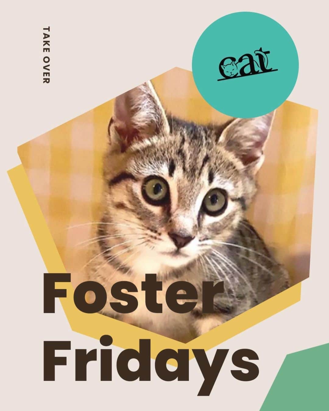 Cats of Instagramさんのインスタグラム写真 - (Cats of InstagramInstagram)「Today is #FosterFridays with @catadoptpdx! Climb on over to our stories to hear what they’re up to right now. ⁣ •••⁣ Every Friday, one of our favorite organizations takes over our Instagram stories! Please visit + follow their social to learn more.」9月5日 7時01分 - cats_of_instagram