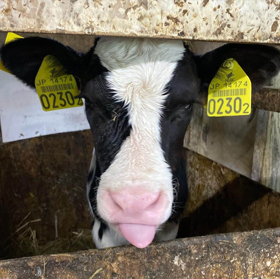 佐藤彩さんのインスタグラム写真 - (佐藤彩Instagram)「「テレビで学ぼう！元気！ミルク大学！﻿」 ﻿ 明日、9月6日(日)午後4時から放送です🐮﻿🥛 ﻿ ﻿ 今年の「元気！ミルク大学」は、子どもたちに代わって、牛乳好きの私が、牛乳や酪農について酪農学園大学の先生たちに教えてもらう形に😊﻿ ﻿ 牛は良質な牛乳を生み出すために、どんなエサを食べているのか？﻿ 搾乳作業で大事なことは？﻿ など、﻿テレビを通しての授業で学べますよ💡﻿ ﻿ ﻿ 今回は大学での授業のほか、中頓別町の澤里ファームで、酪農体験もしました🐄  ﻿美味しい牛乳を飲める幸せ、ありがたみを感じるロケに…🥺 牛さんありがとう、という気持ちになりました🐮 楽しいロケだったなぁ😆  さぁ、テレビの前のお子さんも「小さな大学生」。﻿ 番組をみた後、クイズに答えると「ミルク大学受講終了証」と素敵なグッズが当たるチャンスもあります！﻿ ﻿ ぜひご覧ください✨﻿ ﻿ ﻿ https://www.hbc.co.jp/tv/milk2020/﻿ ﻿  #テレビで学ぼう元気ミルク大学 #ミルク大学 #酪農学園大学 #澤里ファーム  #お世話になりました #ありがとうございました #とっても楽しいロケ #感動 #夏の思い出をありがとう #美味しい牛乳が飲める幸せ #牛さんありがとう  #牛乳 #ミルク #🥛#美味しい #牛乳好き #牛乳を使ったレシピもご紹介 #もんすけTV で見逃し配信もあります #つなぎが似合う ということがわかった #HBC #北海道放送 #アナウンサー #佐藤彩」9月5日 18時23分 - hbc_ayasato