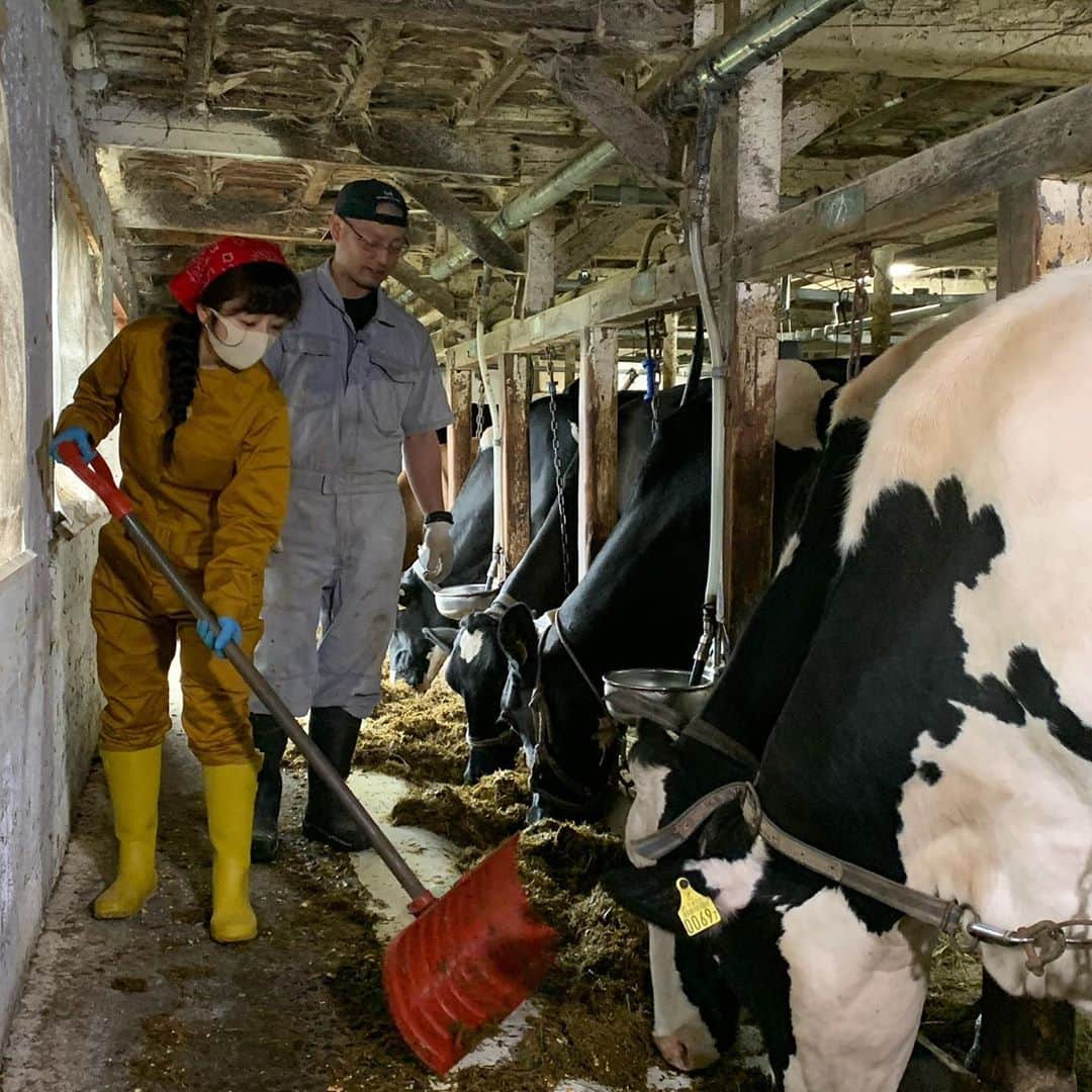 佐藤彩さんのインスタグラム写真 - (佐藤彩Instagram)「「テレビで学ぼう！元気！ミルク大学！﻿」 ﻿ 明日、9月6日(日)午後4時から放送です🐮﻿🥛 ﻿ ﻿ 今年の「元気！ミルク大学」は、子どもたちに代わって、牛乳好きの私が、牛乳や酪農について酪農学園大学の先生たちに教えてもらう形に😊﻿ ﻿ 牛は良質な牛乳を生み出すために、どんなエサを食べているのか？﻿ 搾乳作業で大事なことは？﻿ など、﻿テレビを通しての授業で学べますよ💡﻿ ﻿ ﻿ 今回は大学での授業のほか、中頓別町の澤里ファームで、酪農体験もしました🐄  ﻿美味しい牛乳を飲める幸せ、ありがたみを感じるロケに…🥺 牛さんありがとう、という気持ちになりました🐮 楽しいロケだったなぁ😆  さぁ、テレビの前のお子さんも「小さな大学生」。﻿ 番組をみた後、クイズに答えると「ミルク大学受講終了証」と素敵なグッズが当たるチャンスもあります！﻿ ﻿ ぜひご覧ください✨﻿ ﻿ ﻿ https://www.hbc.co.jp/tv/milk2020/﻿ ﻿  #テレビで学ぼう元気ミルク大学 #ミルク大学 #酪農学園大学 #澤里ファーム  #お世話になりました #ありがとうございました #とっても楽しいロケ #感動 #夏の思い出をありがとう #美味しい牛乳が飲める幸せ #牛さんありがとう  #牛乳 #ミルク #🥛#美味しい #牛乳好き #牛乳を使ったレシピもご紹介 #もんすけTV で見逃し配信もあります #つなぎが似合う ということがわかった #HBC #北海道放送 #アナウンサー #佐藤彩」9月5日 18時23分 - hbc_ayasato