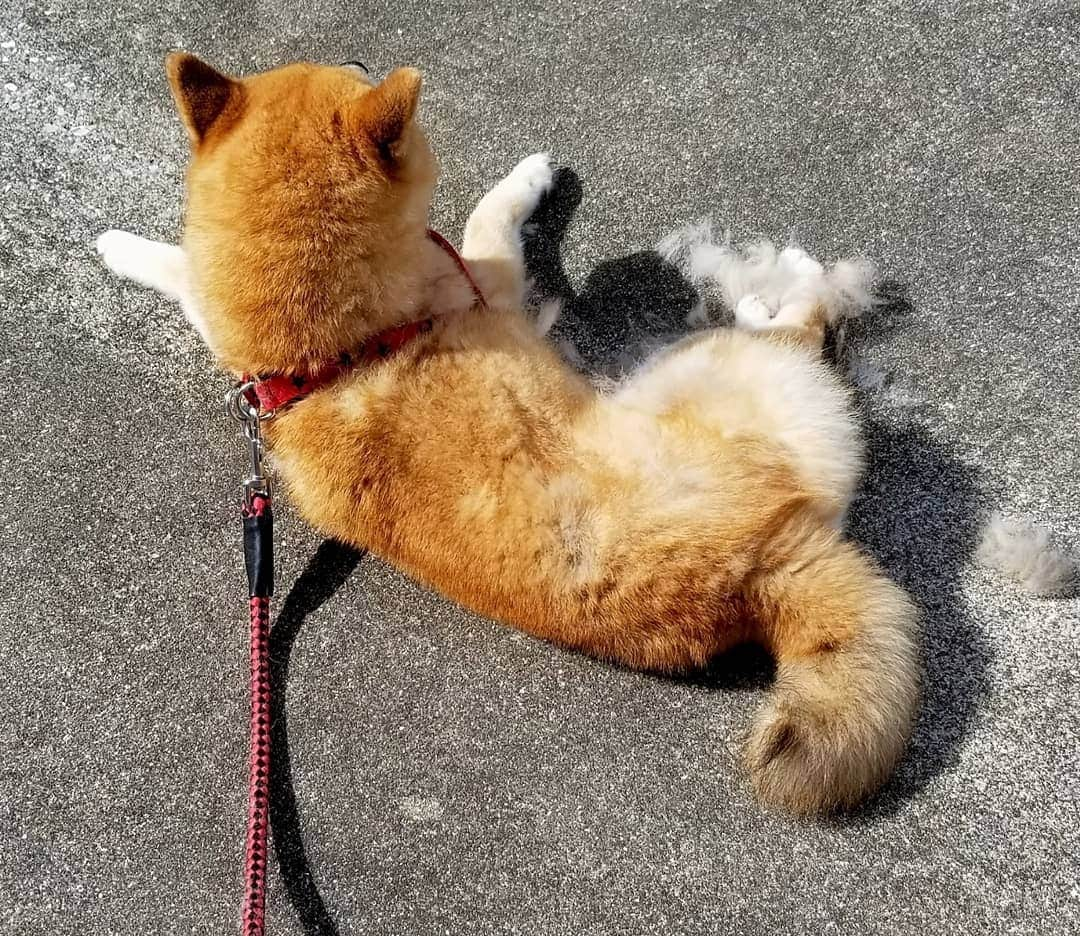 柴犬たま Shibainu Tamaのインスタグラム