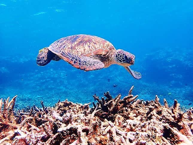 横川ミナのインスタグラム：「水中カメラですっごく綺麗に撮れたウミガメさん🐢」