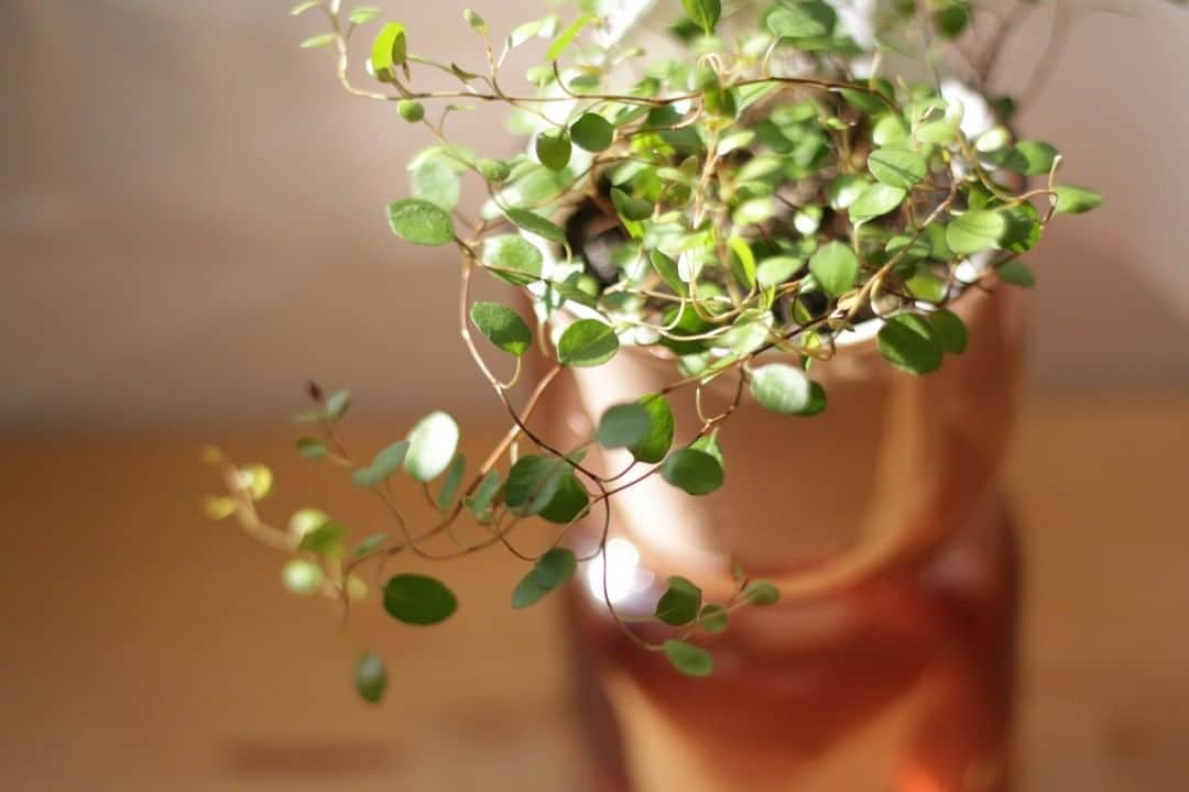 LOVEGREEN -植物と暮らしを豊かに。さんのインスタグラム写真 - (LOVEGREEN -植物と暮らしを豊かに。Instagram)「［ワイヤープランツ］ . 名前の通り、ワイヤーのような曲線を描いた茎に丸くて小さな葉がついた可愛らしいつる性観葉植物です。 . 置いた場所が華やぎおしゃれな空間を演出してくれます。 省スペースにさりげなくグリーンをプラスしたいときもおすすめです。 . 生育旺盛で育てやすい植物ですが、葉が乾燥に弱いのでしっかりと霧吹きで葉水してあげましょう！ 水場が近いキッチンは葉水をかけやすいので、おすすめの置き場所✨ 生長したつるを垂らして飾ると、おしゃれなキッチンのインテリアグリーンになります。 . LOVEGREEN STOREではワイヤープランツを販売中♪ 水の減りがわかりやすい透明なガラス鉢と、マットな質感の陶器鉢。どちらも底面給水鉢なので管理のしやすさもポイント。 . 詳しくは詳しくは @lovegreen_official のURLからチェック🌿 . . #ワイヤープランツ #ハンギング #観葉植物 #観葉植物 #観葉植物のある暮らし #グリーンのある暮らし #インドアグリーン #緑のある生活 #観葉植物初心者 #植物 #植物のある暮らし #植物のある生活 #植物と暮らす #植物が好き #シンプルな暮らし #シンプルライフ #暮らしを楽しむ #日々の暮らし #インテリア植物 #インテリアグリーン #北欧インテリア #ナチュラルインテリア #賃貸インテリア #観葉植物インテリア  #キッチン #キッチンインテリア」9月5日 9時29分 - lovegreen_official