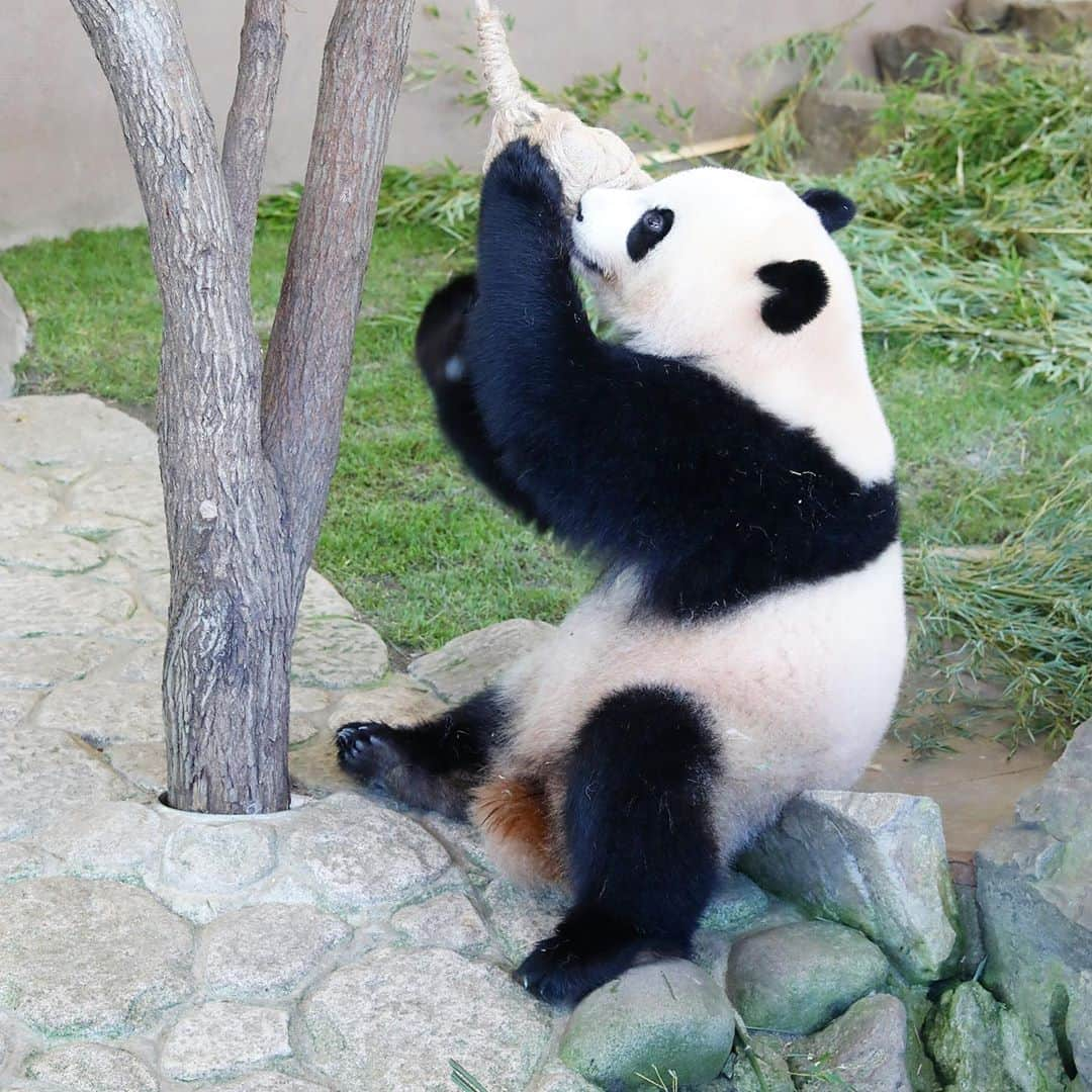 パンダ（白浜）さんのインスタグラム写真 - (パンダ（白浜）Instagram)「#結浜 in PANDA LOVE #photography  #adventureworld  🐼😊🐼  #ADVENTUREWORLDPANDAS #baby #HELLOLITTLE #pandamental #hellopanda #ハローリトル #ハローパンダ #パンダグラビア #パンダ　and #panda #pandababy 🐼🐼🐼」9月5日 10時03分 - hellopanda_book