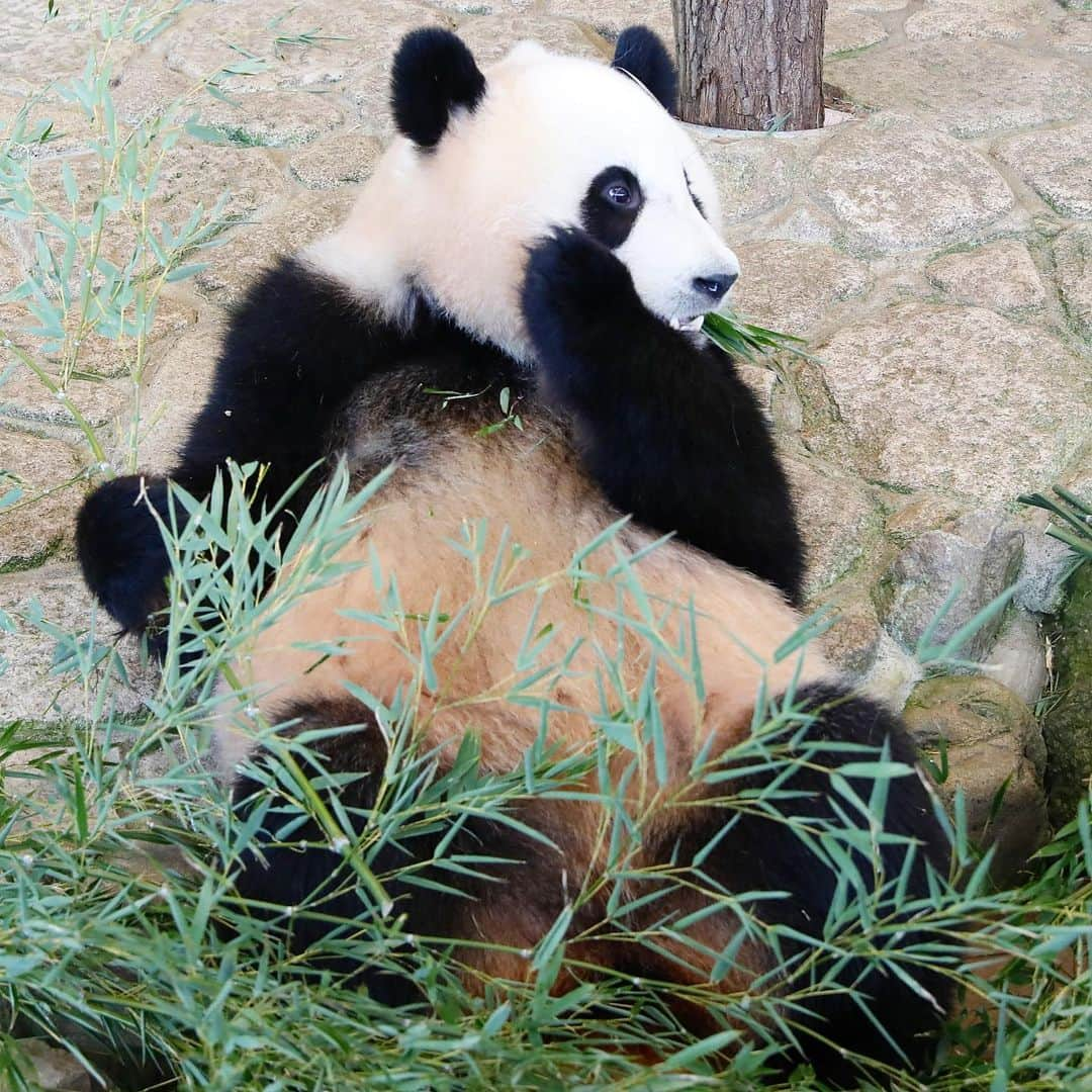 パンダ（白浜）さんのインスタグラム写真 - (パンダ（白浜）Instagram)「#結浜 in PANDA LOVE #photography  #adventureworld  🐼😊🐼  #ADVENTUREWORLDPANDAS #baby #HELLOLITTLE #pandamental #hellopanda #ハローリトル #ハローパンダ #パンダグラビア #パンダ　and #panda #pandababy 🐼🐼🐼」9月5日 10時03分 - hellopanda_book