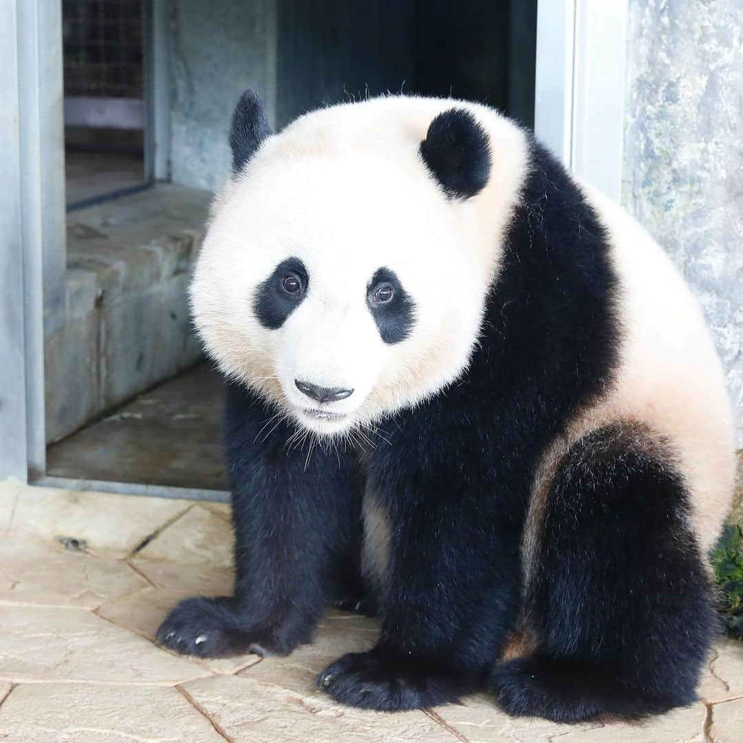 パンダ（白浜）さんのインスタグラム写真 - (パンダ（白浜）Instagram)「#結浜 in PANDA LOVE #photography  #adventureworld  🐼😊🐼  #ADVENTUREWORLDPANDAS #baby #HELLOLITTLE #pandamental #hellopanda #ハローリトル #ハローパンダ #パンダグラビア #パンダ　and #panda #pandababy 🐼🐼🐼」9月5日 10時03分 - hellopanda_book