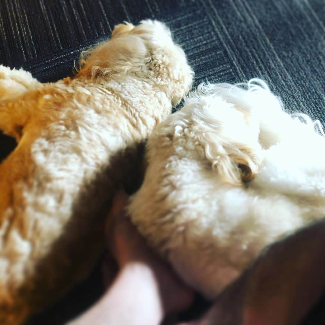 北山陽一のインスタグラム：「おはようございません、のぬくぬくあしもと。」