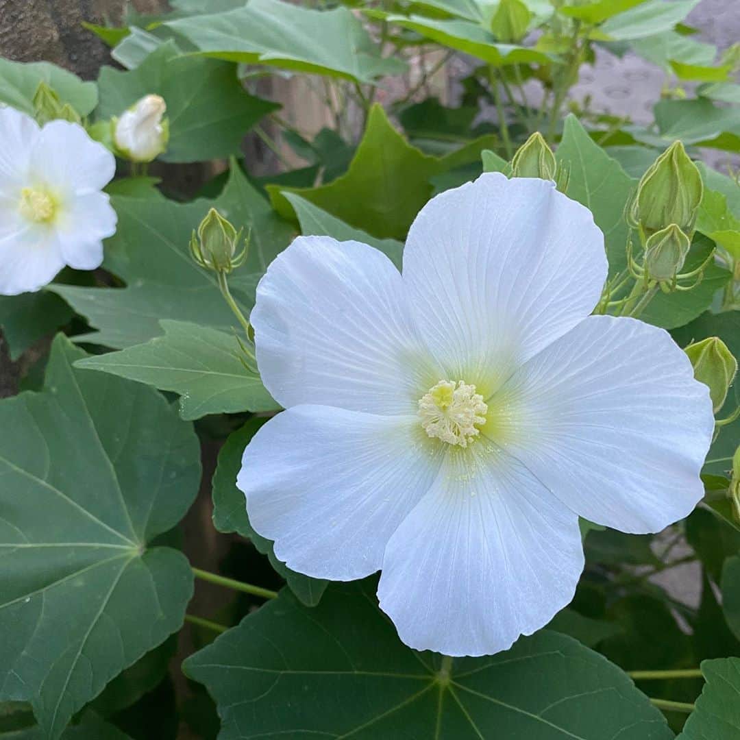 佐藤尚之のインスタグラム：「ふようの花もそろそろ終わり。  ふようというと、必ずグレープの「追伸」を思い出す。  ♫撫子の花が咲きました。 　芙蓉の花は枯れたけど。 　あなたがとても無口になった秋に。  秋が来る。」