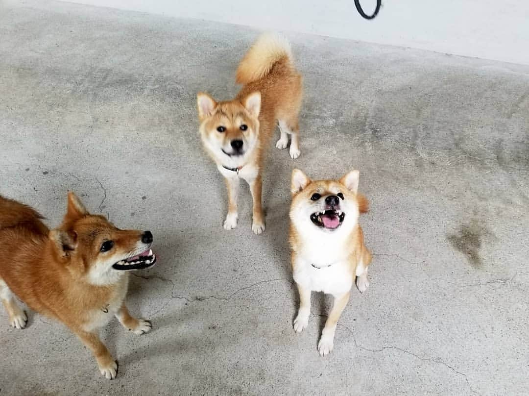 柴犬たま Shibainu Tamaのインスタグラム