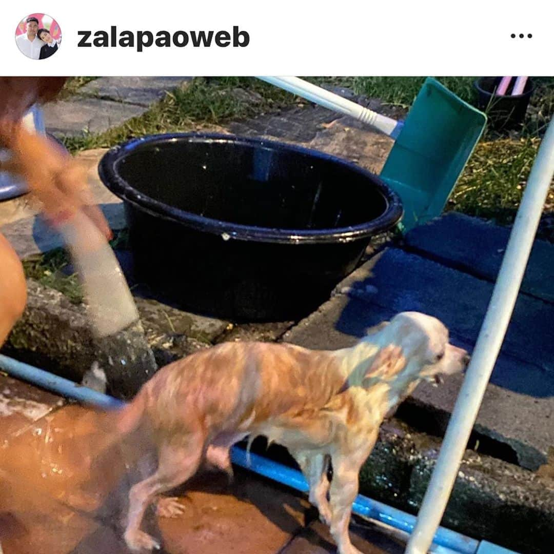 アム・パチャラパーさんのインスタグラム写真 - (アム・パチャラパーInstagram)「#repost @zalapaoweb ・・・ ขออนุญาตครับ ตามหาเจ้าของ น้องหมาชิวาว่า เพศผู้ อายุประมาณ 6-7ปี ลักษณะสังเกตปากล่างหุบไม่ได้ สีขาว น้ำตาล  พบที่เกาะกลางถนน แยกโรงไม้ขีด หนองเกตุใหญ่ อ.บางละมุง จ.ชลบุรี ข้ามถนนไปมาเกือบโดนรถชน มีแผลตามตัวและขาเล็กน้อย  ท่านใดเป็นเจ้าของ ติดต่อผมได้ที่ 095-662-9797 ครับ น้องน่าจะคิดถึงเจ้าของมากๆ แล้ว  ปล1.ตอนนี้ อาบน้ำ ตัดขน ตัดเล็บ ให้แล้ว  ปล2.ที่บ้านมีหมาใหญ่ และน้องหมาเล็กอีก 2 ตัว ไม่สามารถเลี้ยงน้องได้ครับ」9月5日 12時14分 - aum_patchrapa