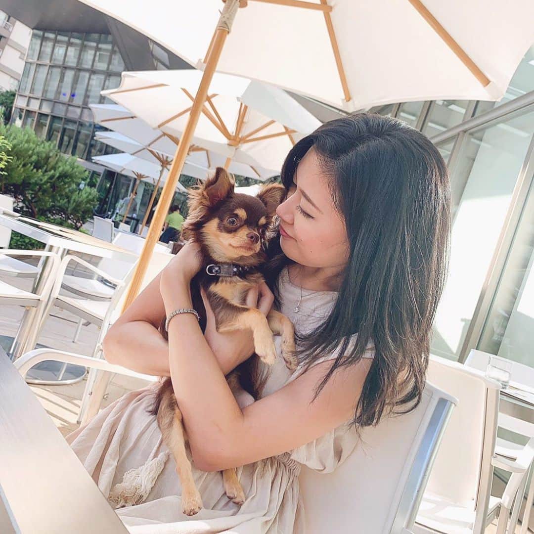 Rina Itagakiのインスタグラム：「Saturday🌤 土曜日の朝はのんびり〜☕️  #saturday #weekend #チワワ #チワスタグラム #チワワ部 #チョコタン #チョコタンチワワ #愛犬 #子犬 #犬のいる暮らし #いぬのきもち #犬スタグラム #チワワパピー #chihuahua #babychihuahua #chihuahuasofintsagram #dailyfluff #instadog #doglover」