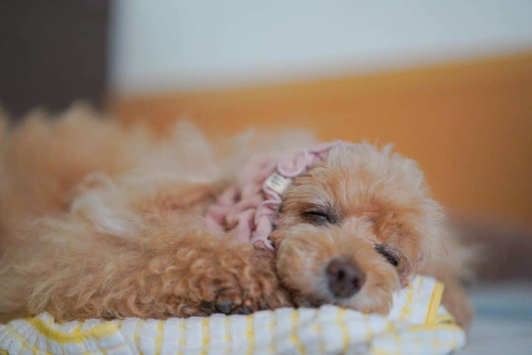 Toypoodle Mikuru?Asakusa Tokyoのインスタグラム